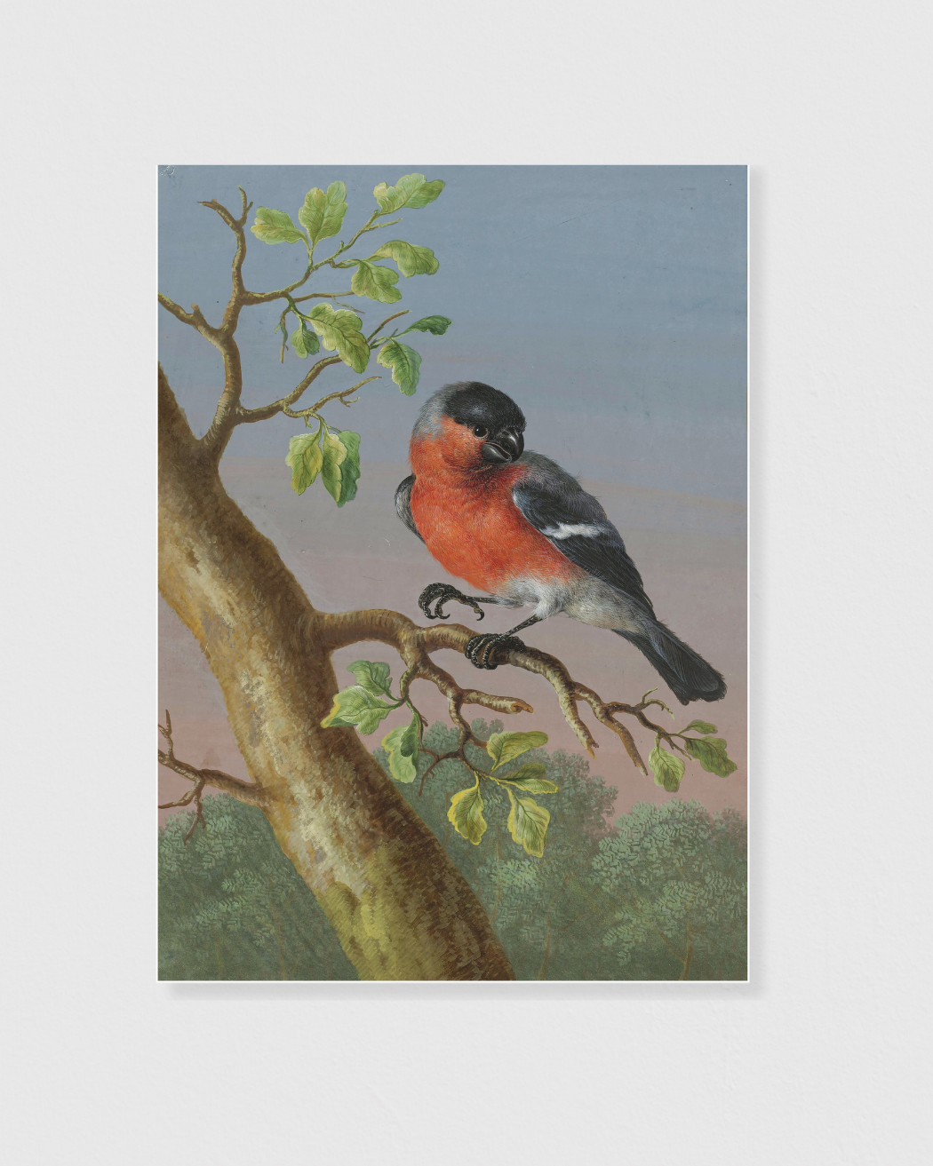 Eurasian Bullfinch