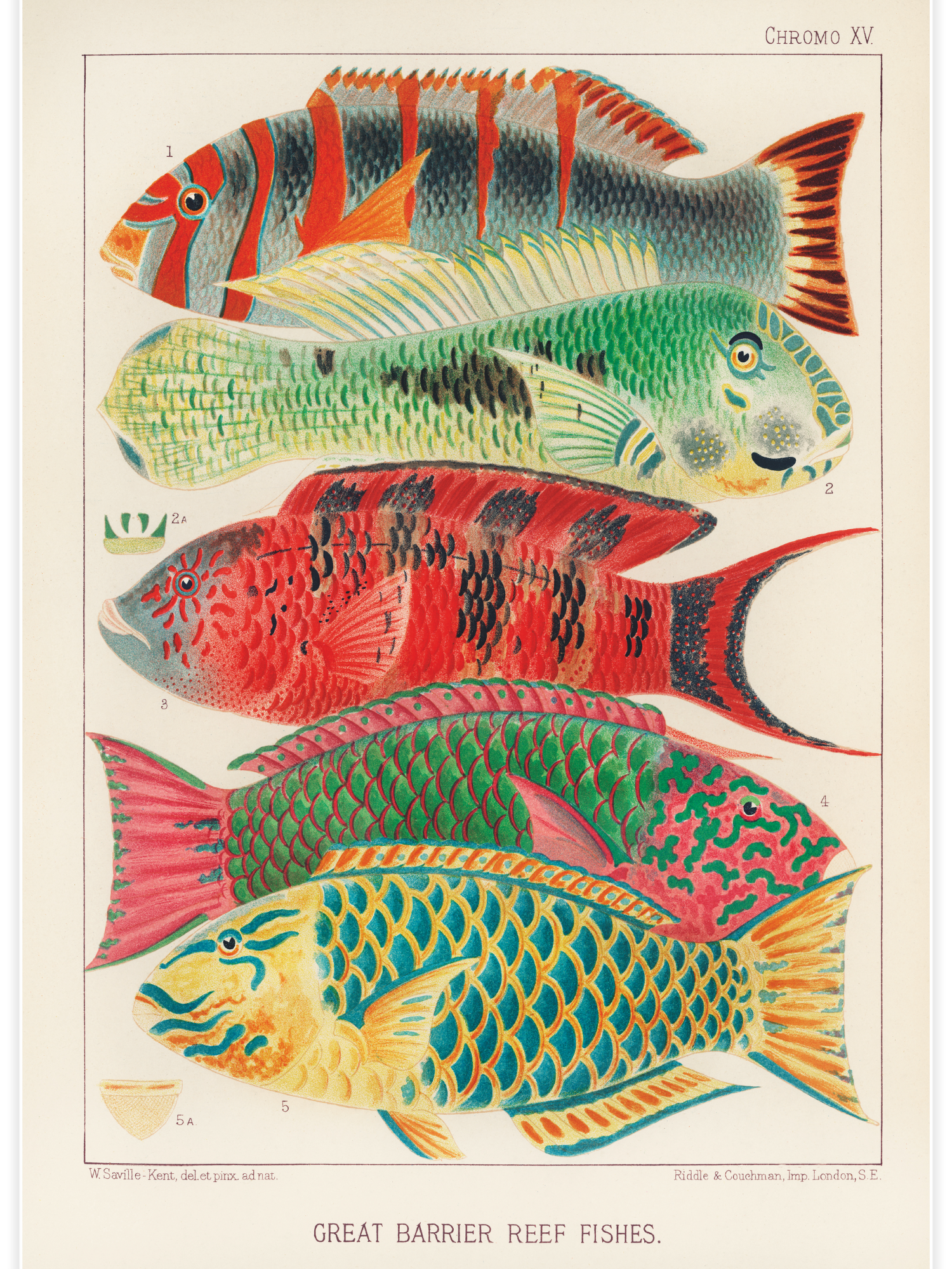 Great Barrier Reef Fishes