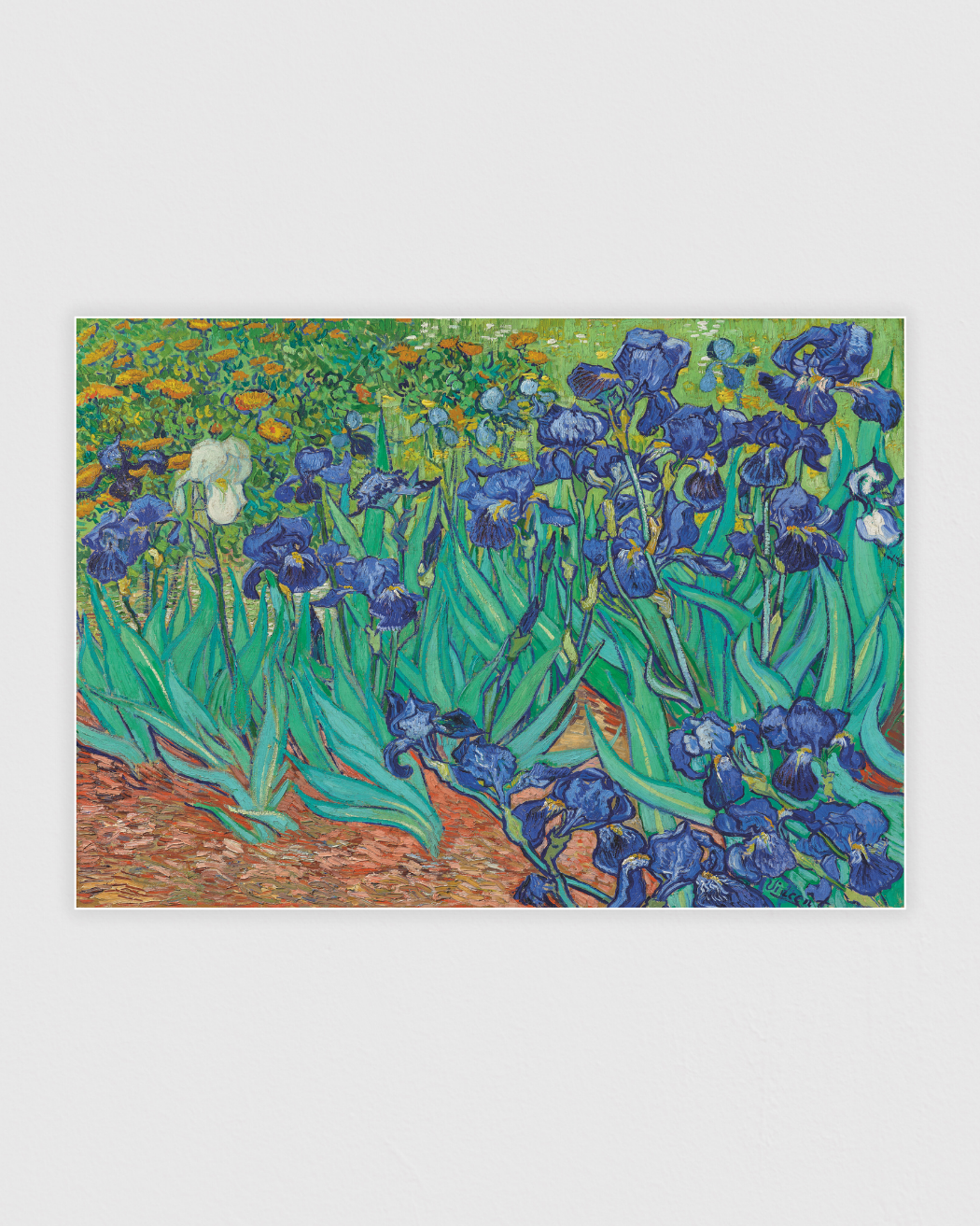 Irises