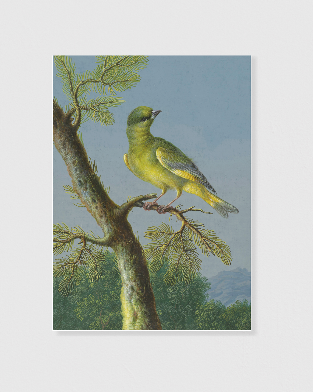 Groenling