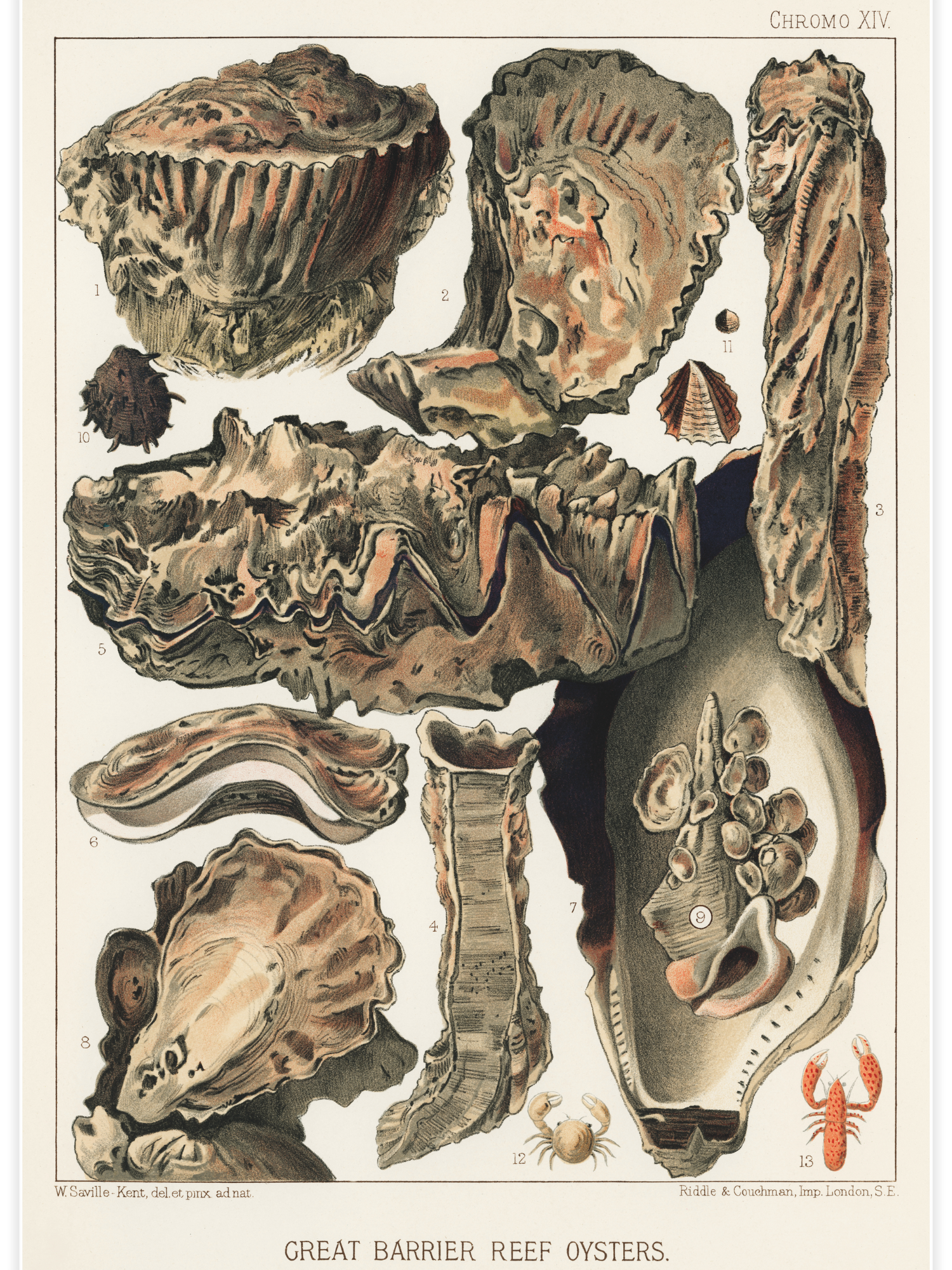 Great Barrier Reef Oysters