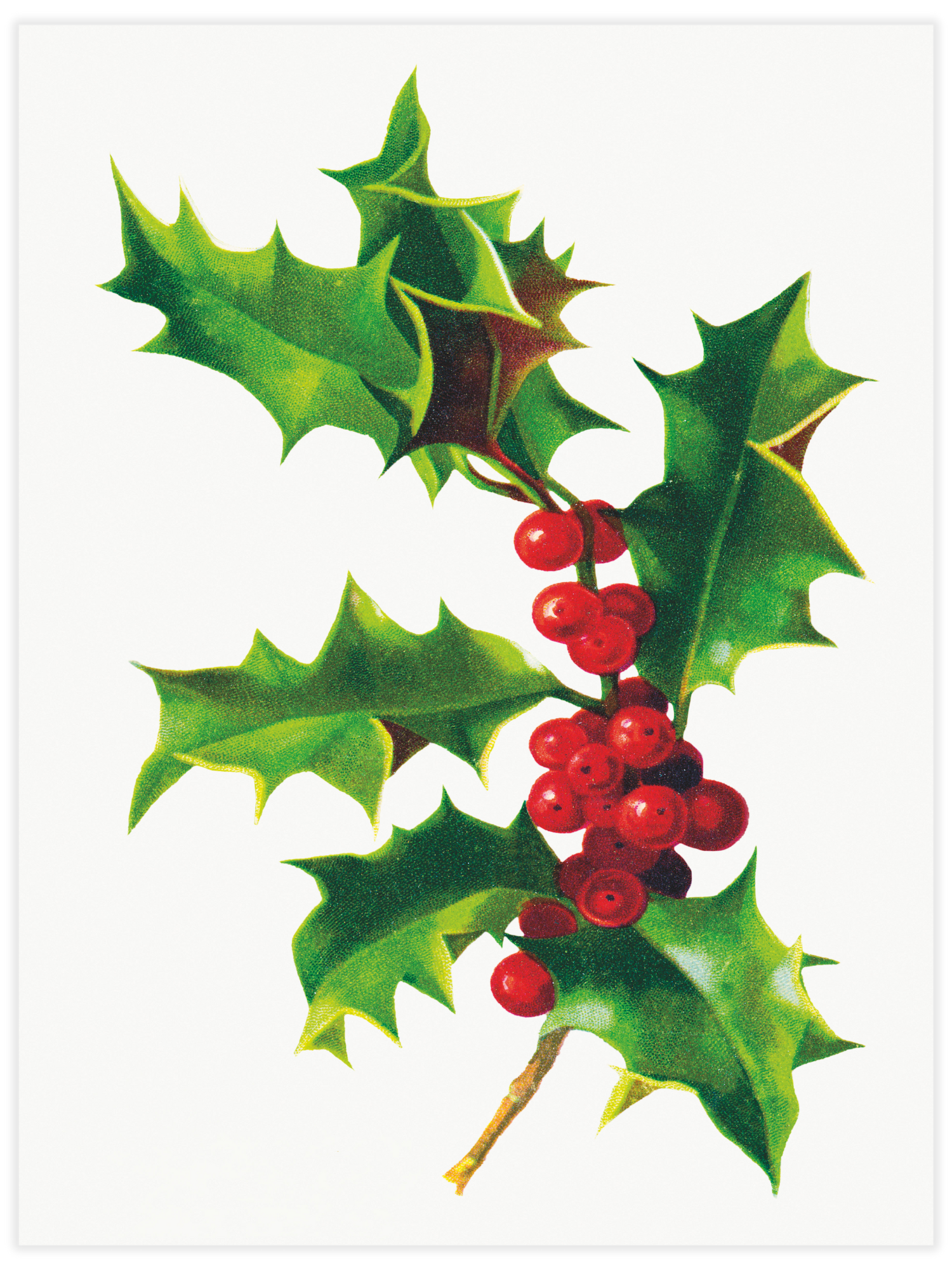 Forest with decorated and illuminated Christmas trees