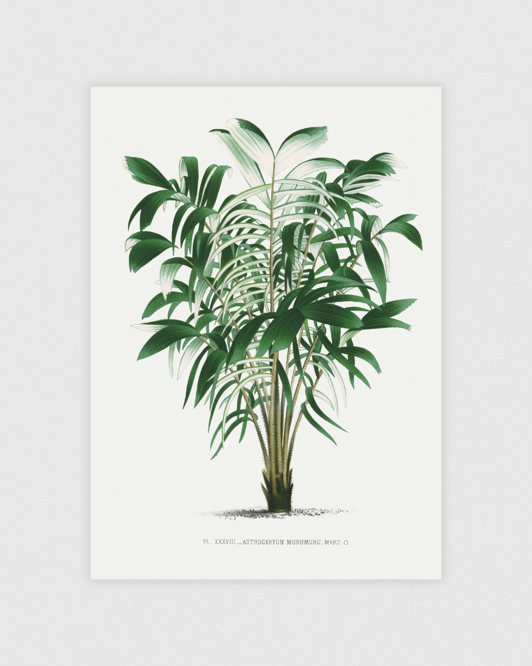 Vintage palm tree illustration No.3