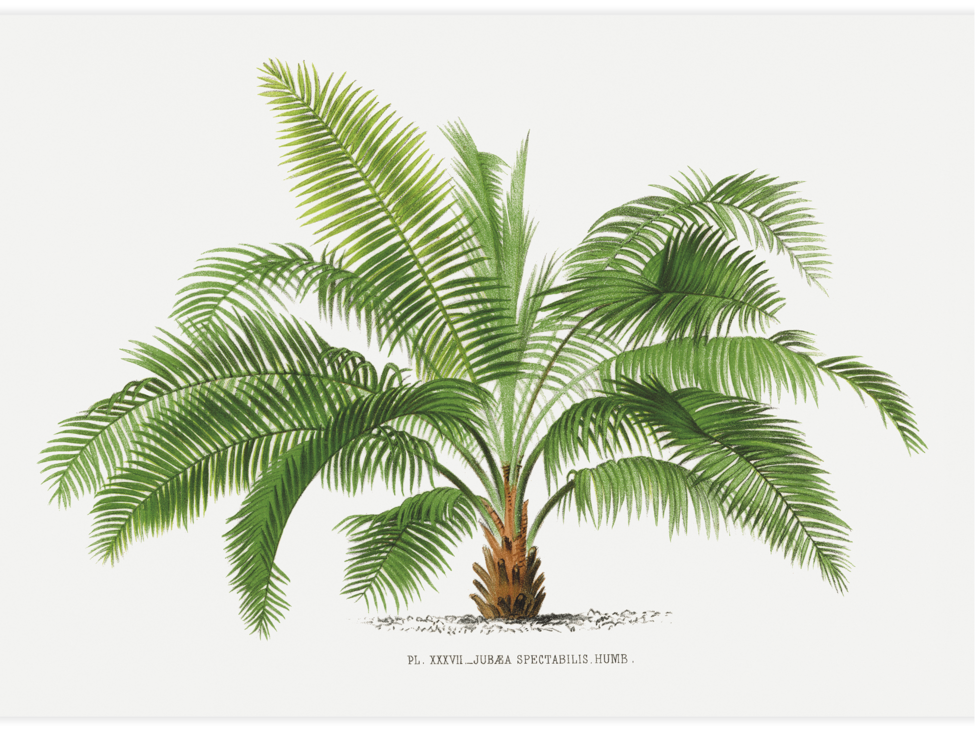 Vintage palm tree illustration No.2