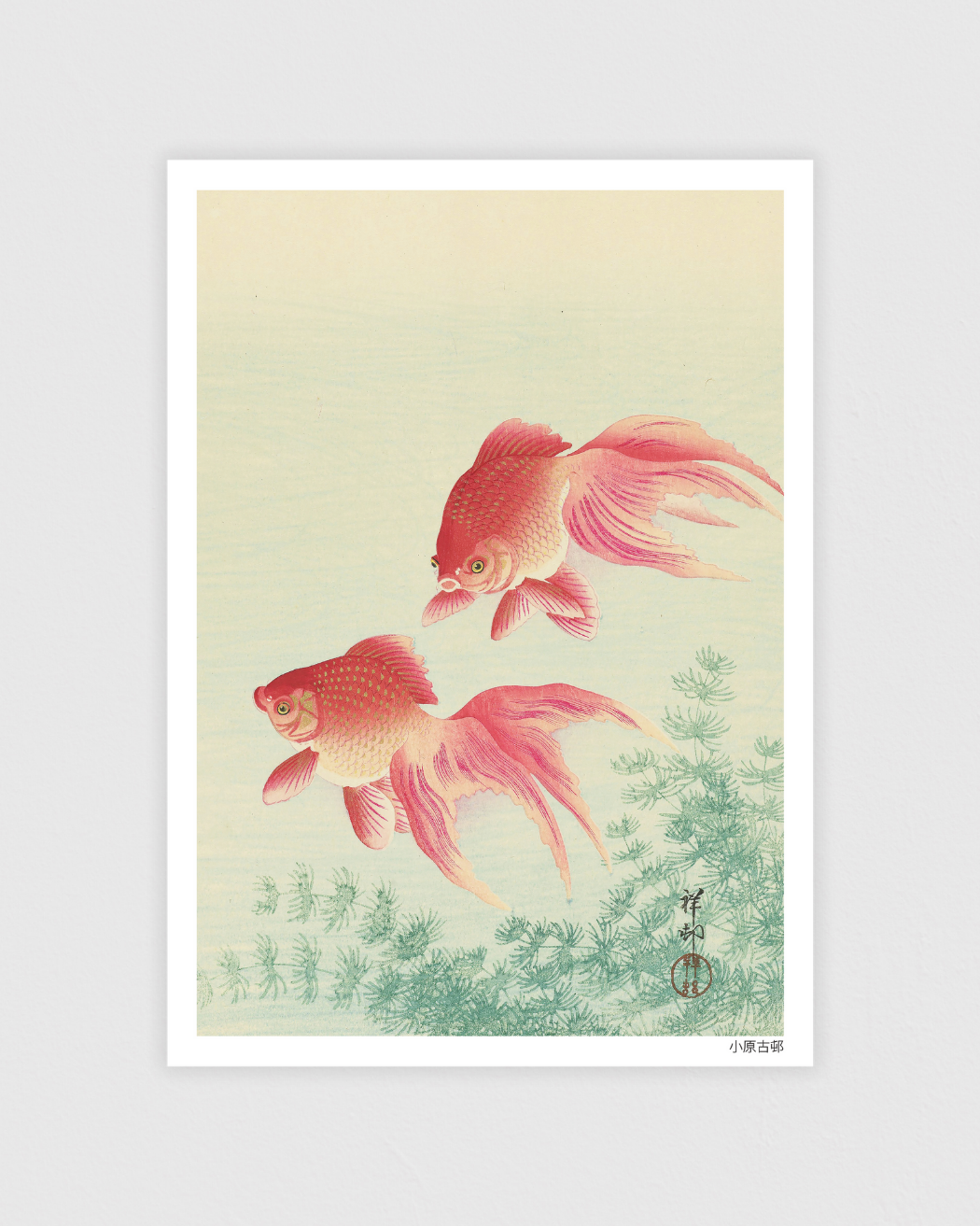 Two Veil Goldfish