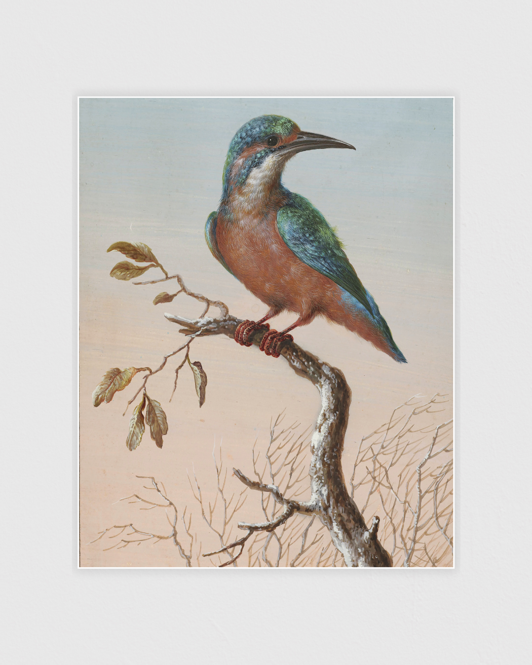 Common Kingfisher