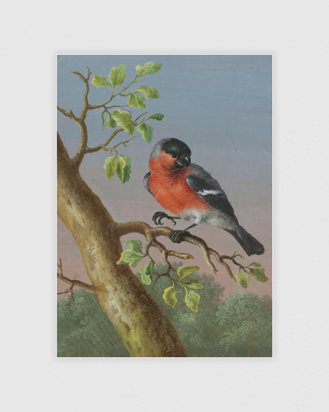 Eurasian Bullfinch