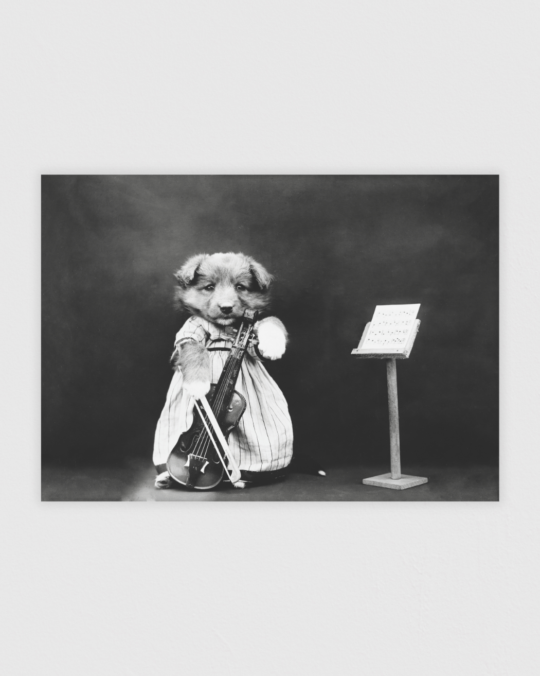 The fiddler