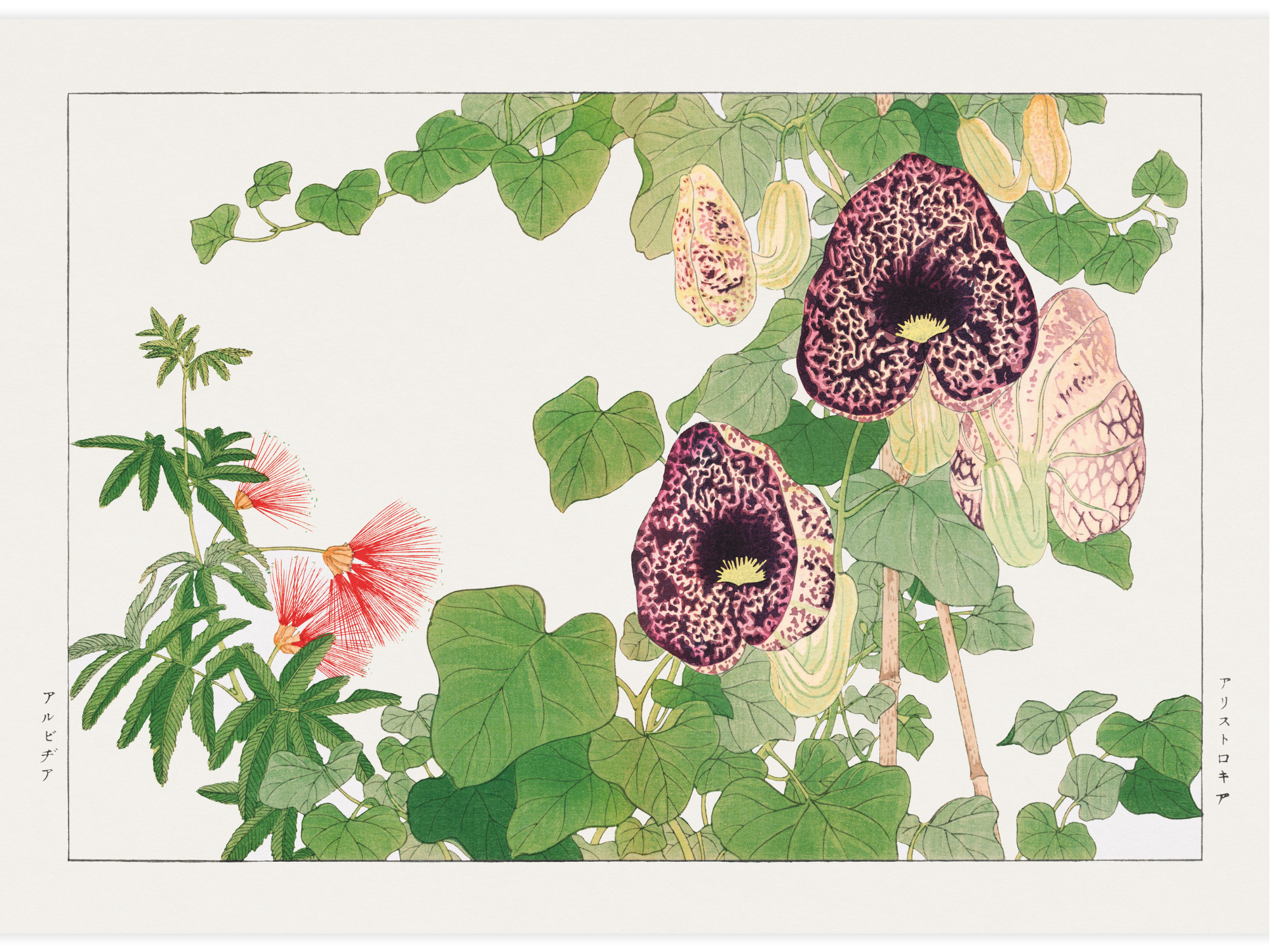 Albizia & Aristolochia flower