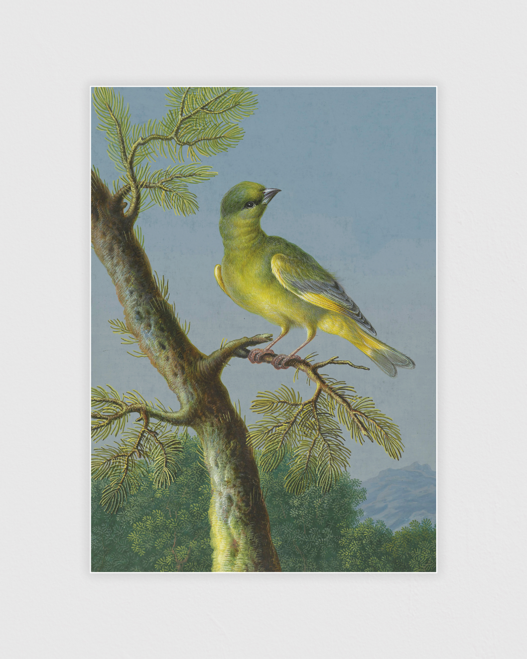 Groenling