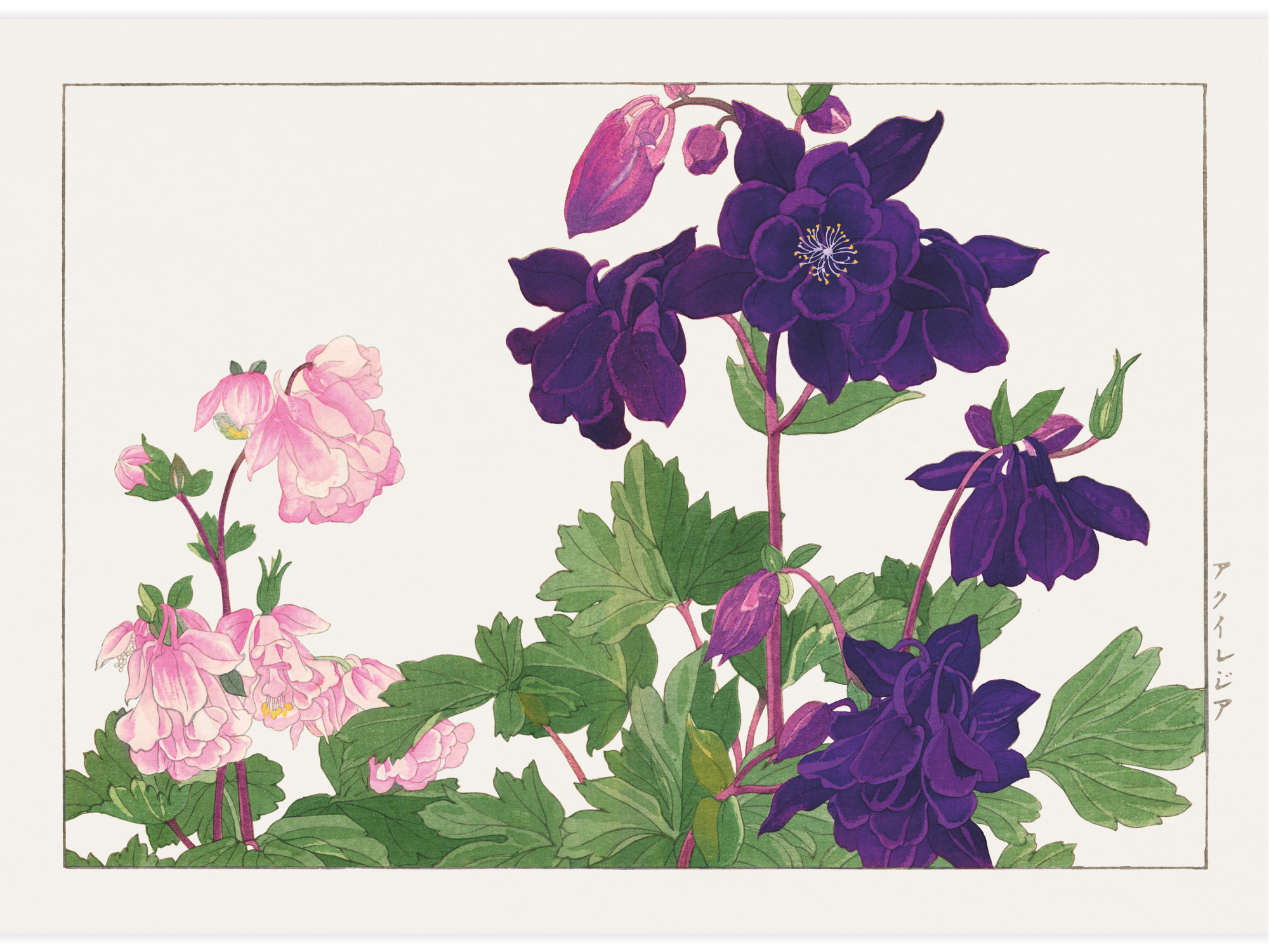 Aquilegia flower