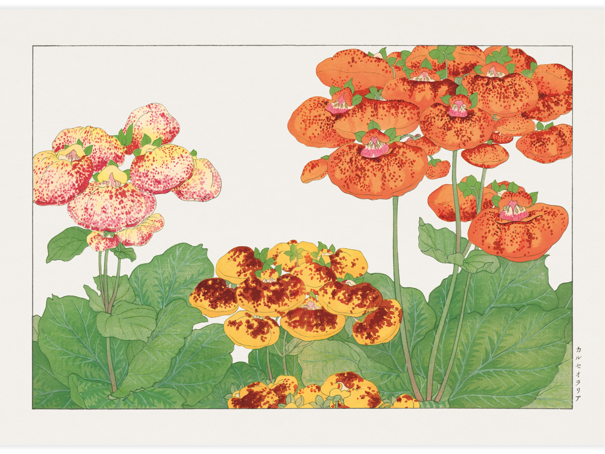 Calceolaria flower