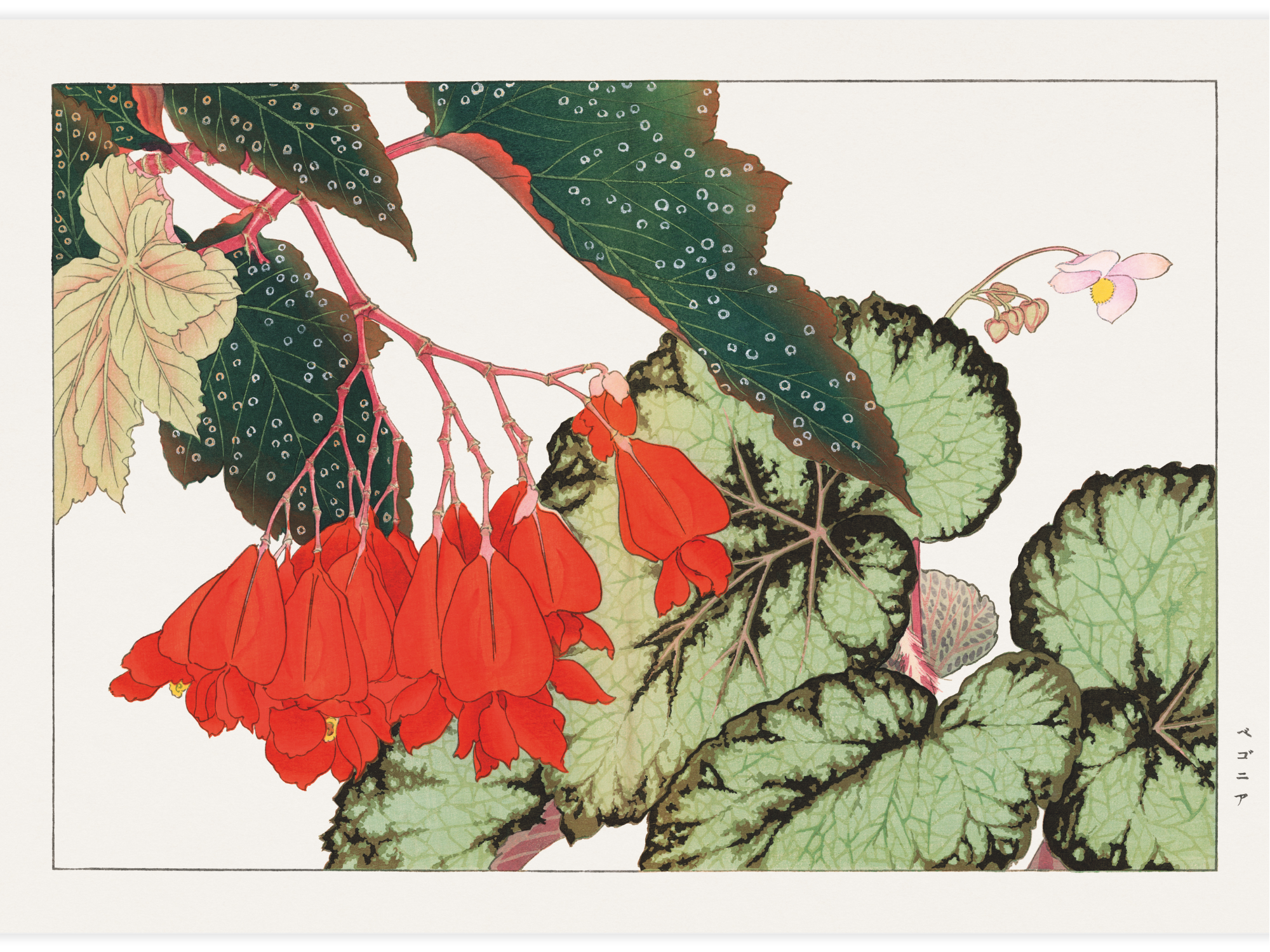 Cracklin Rosie Begonia flower