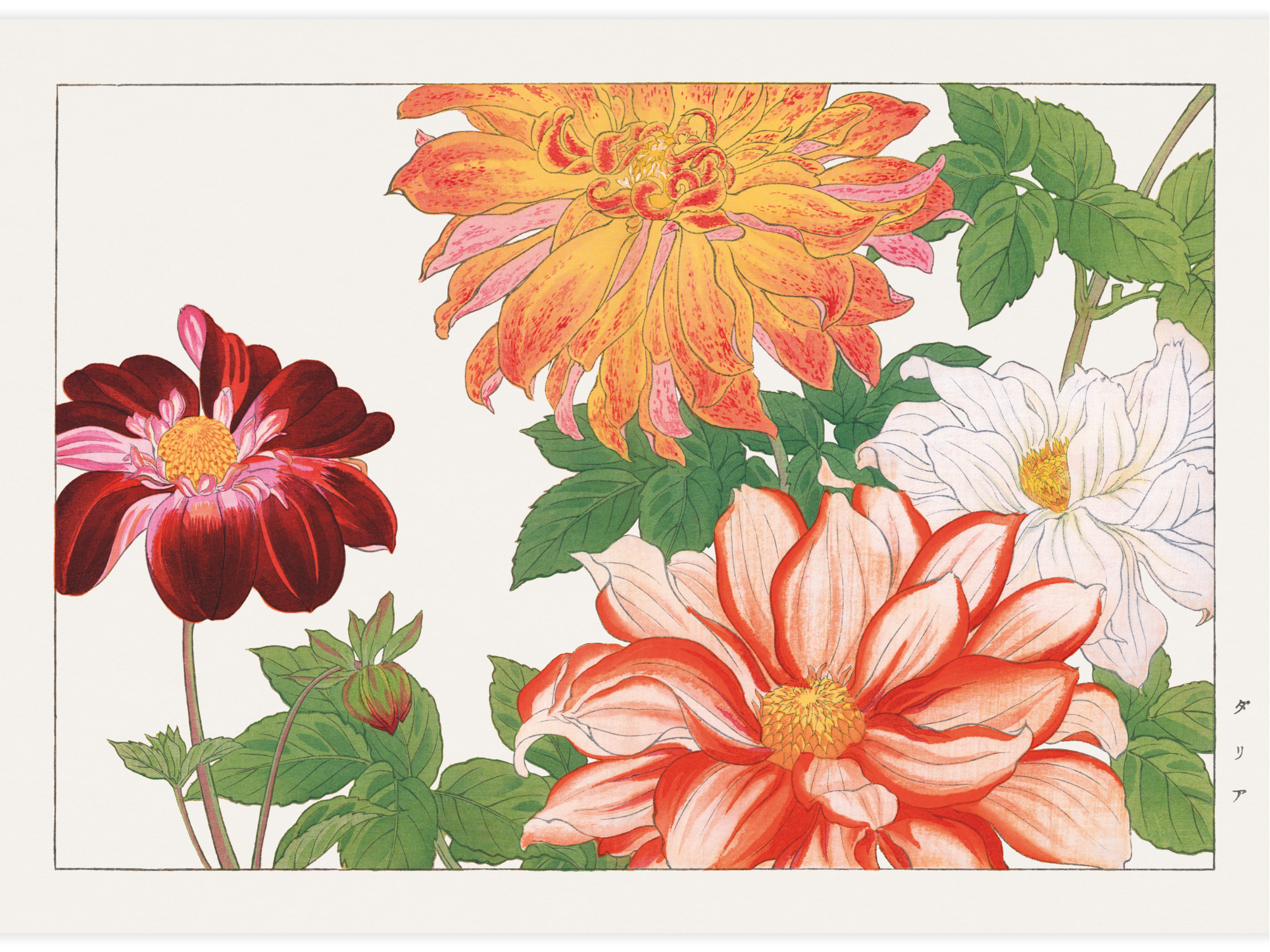 Dahlia flower