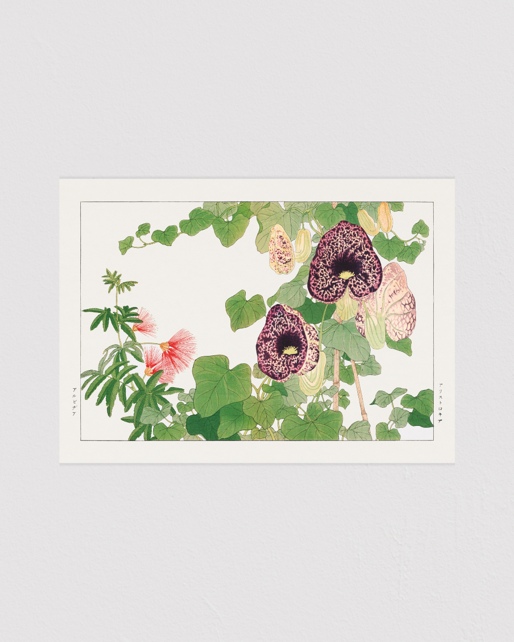 Albizia & Aristolochia flower