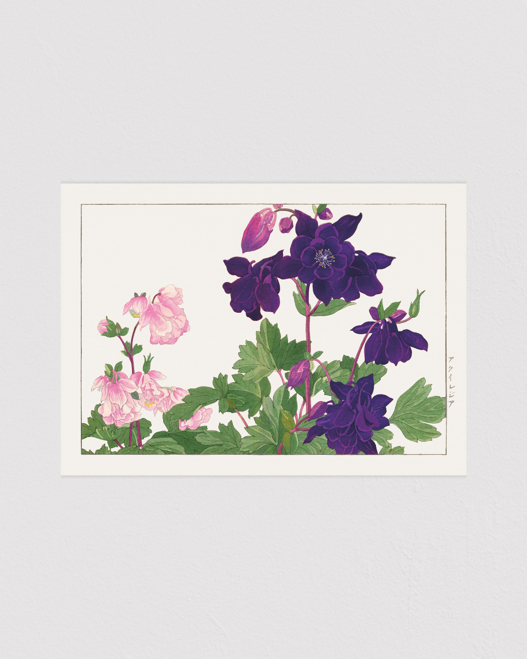 Aquilegia flower