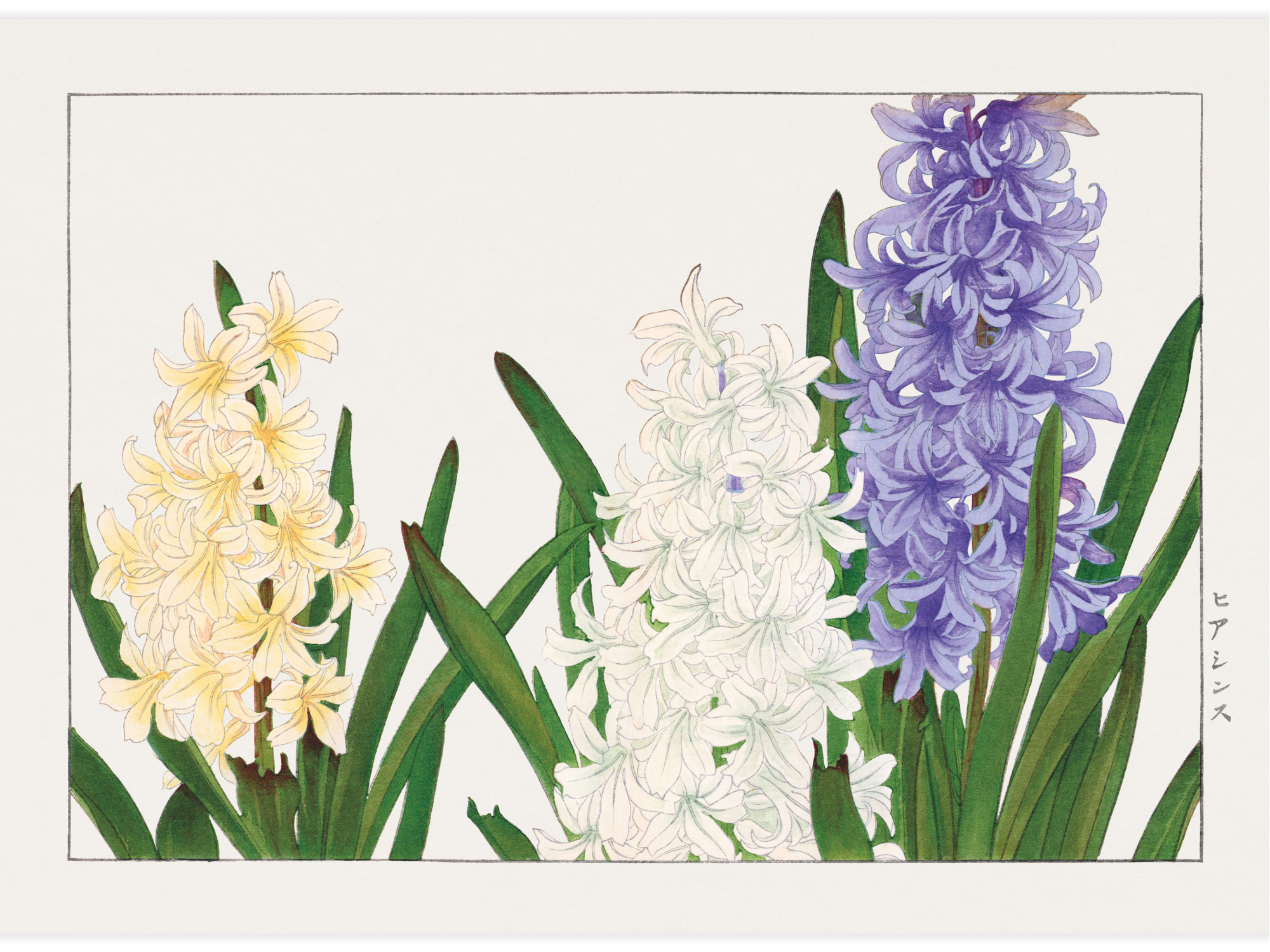 Hyacinth flower