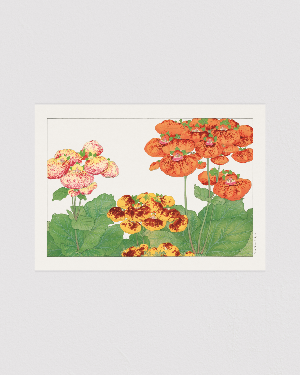 Calceolaria flower