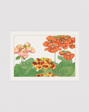 Calceolaria flower