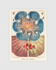 Barrier Reef Anemones No.2