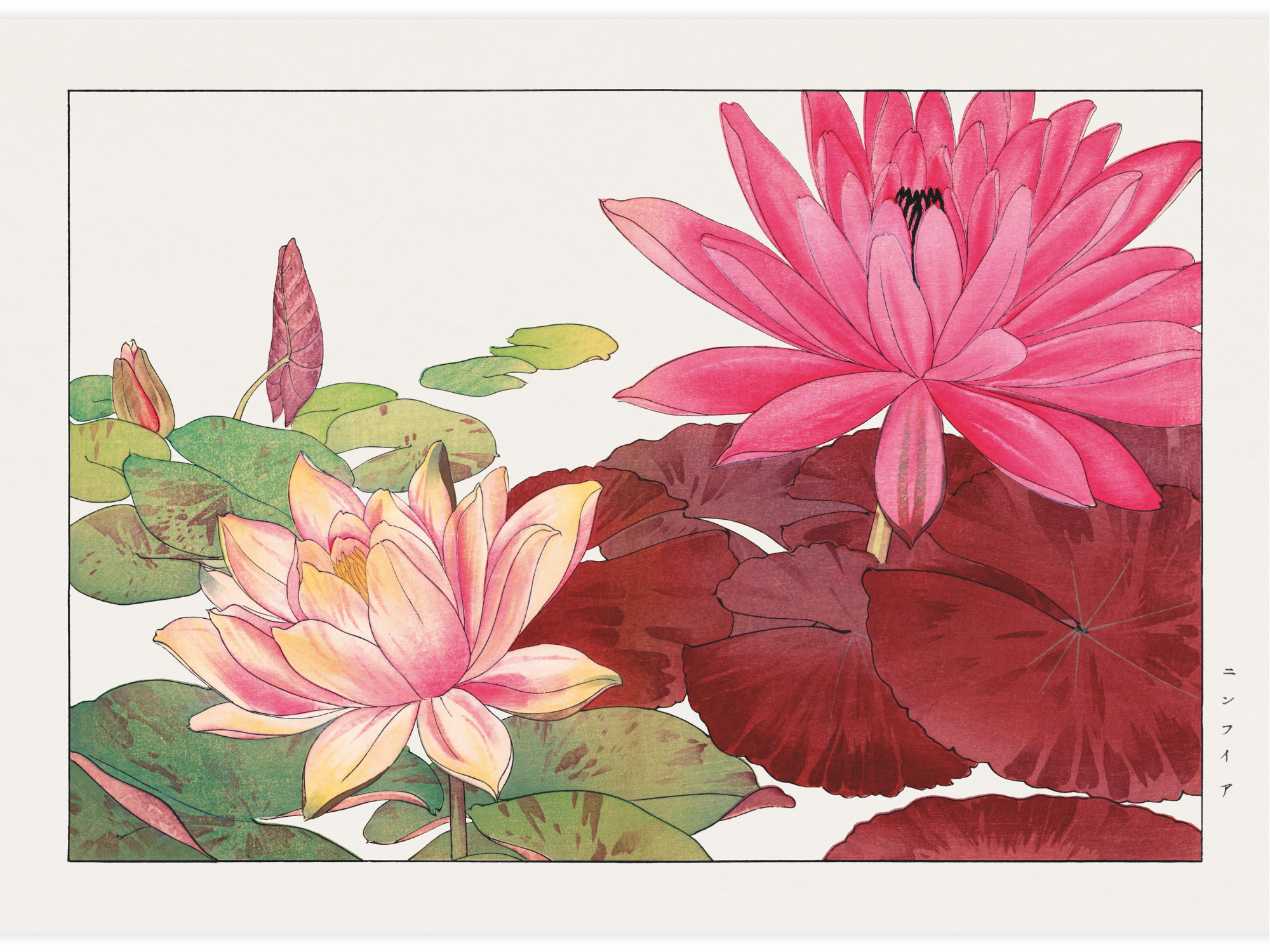 Nymphaea lotus flower