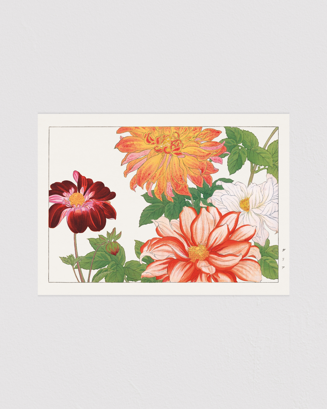 Dahlia flower