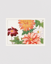 Dahlia flower