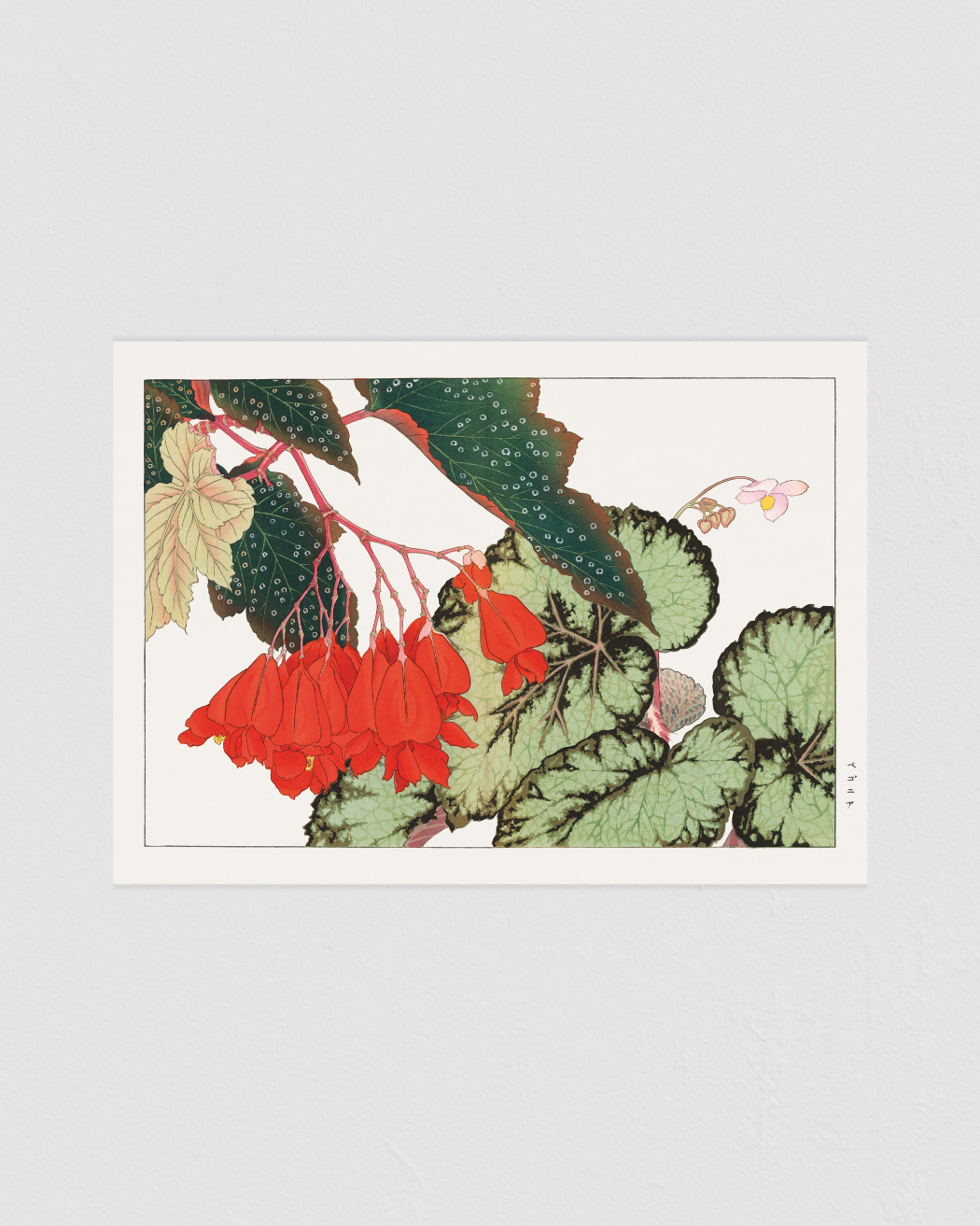 Cracklin Rosie Begonia flower