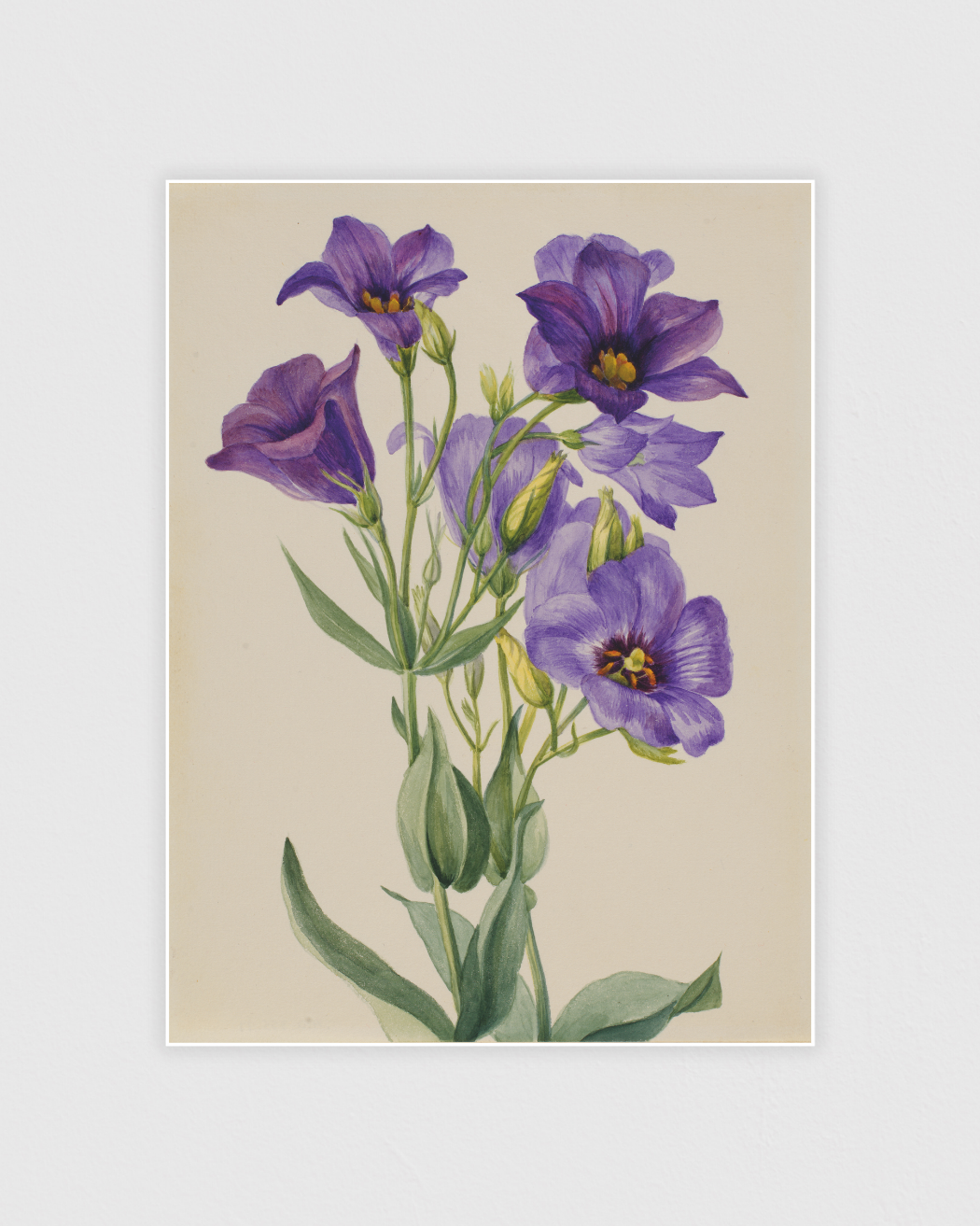 Eustoma russelianum
