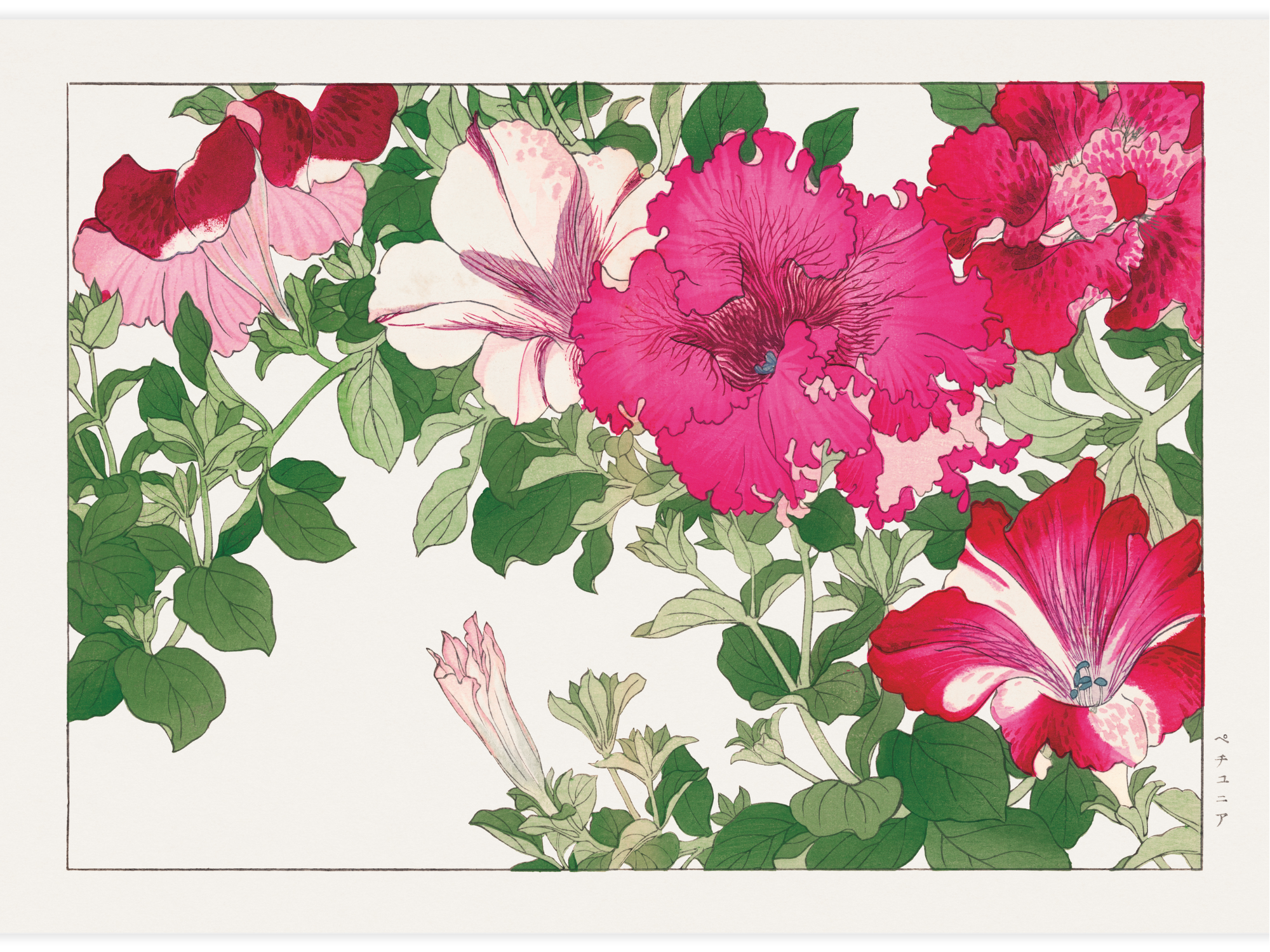 Petunia flower