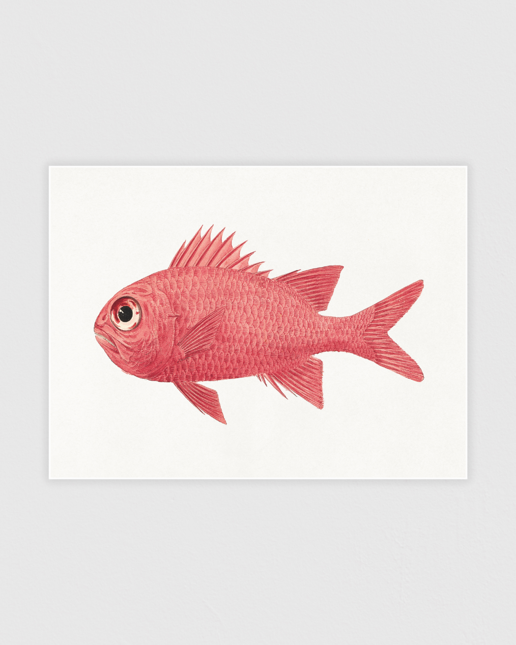 Unidentified fish