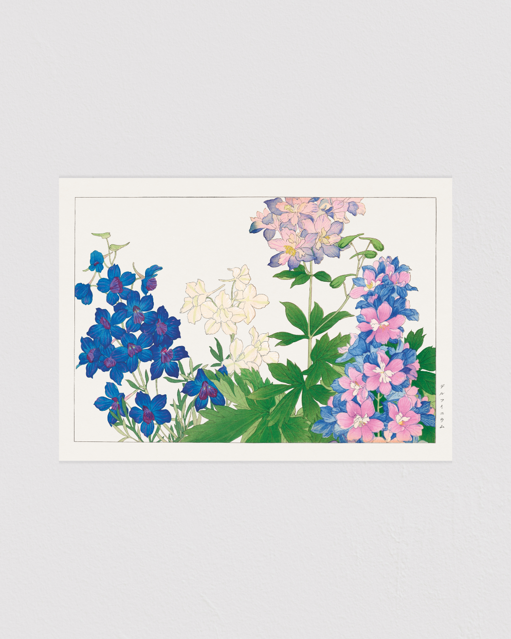 Delphinium flower