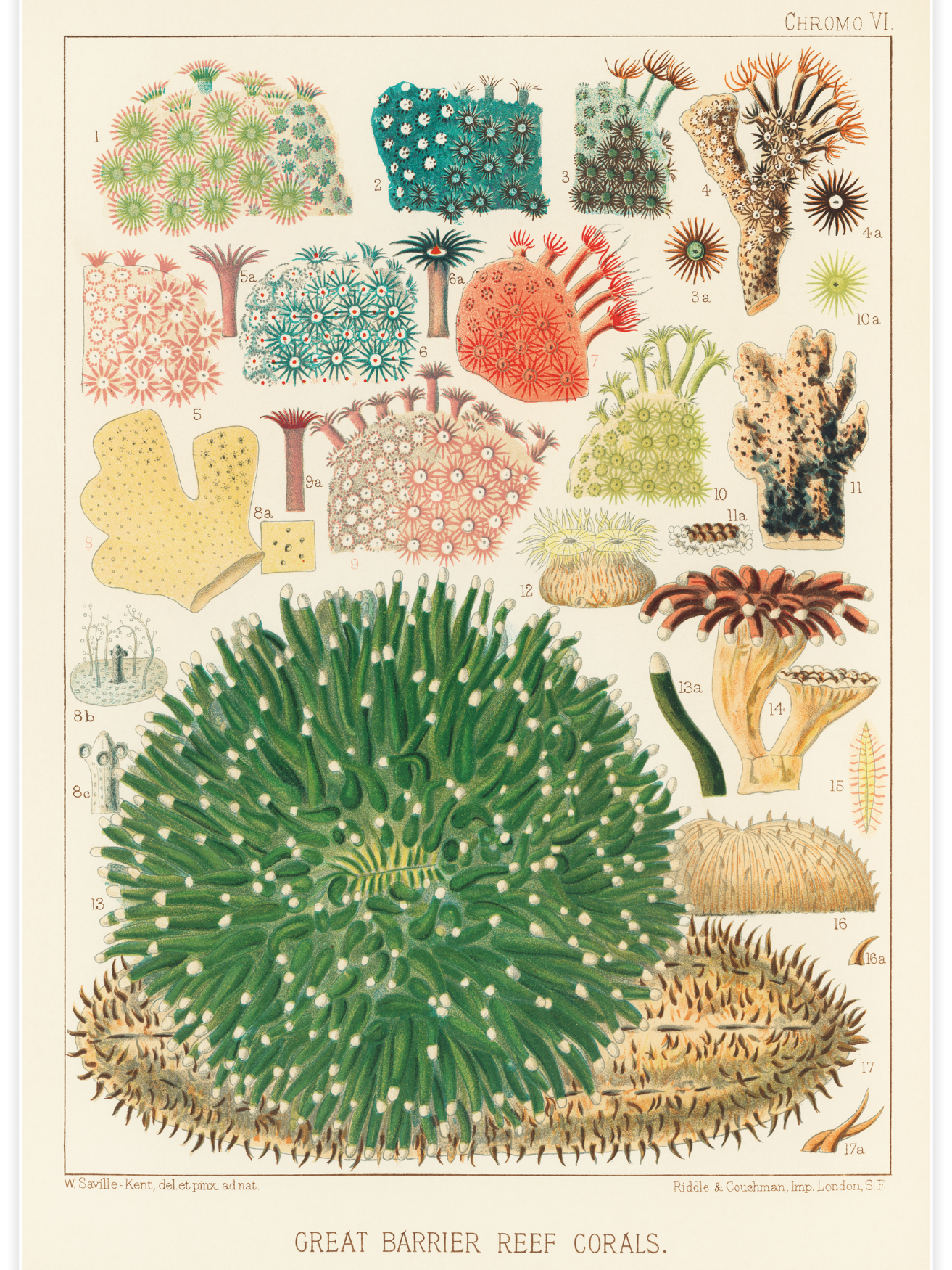 Great Barrier Reef Corals No.2