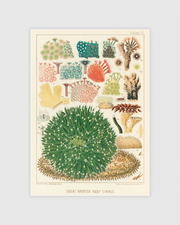 Great Barrier Reef Corals No.2