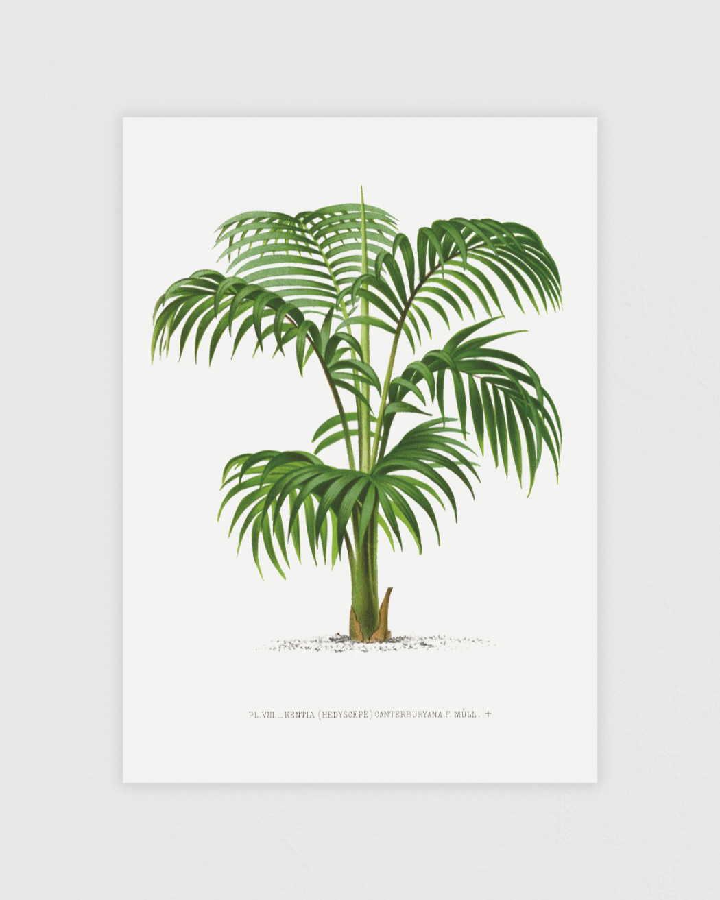 Vintage palm tree illustration No.1