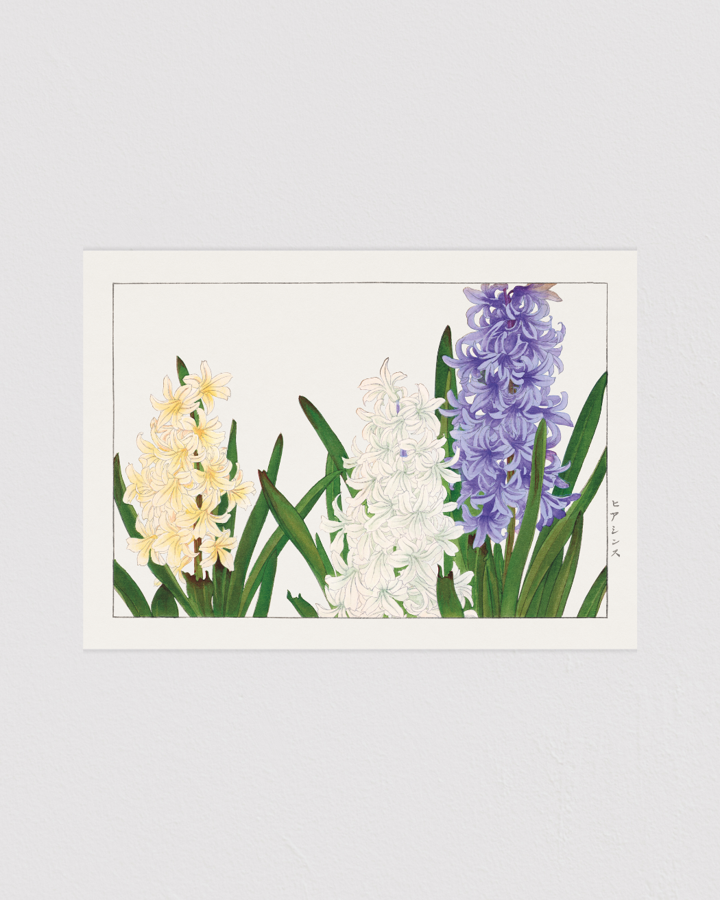 Hyacinth flower