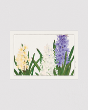 Hyacinth flower