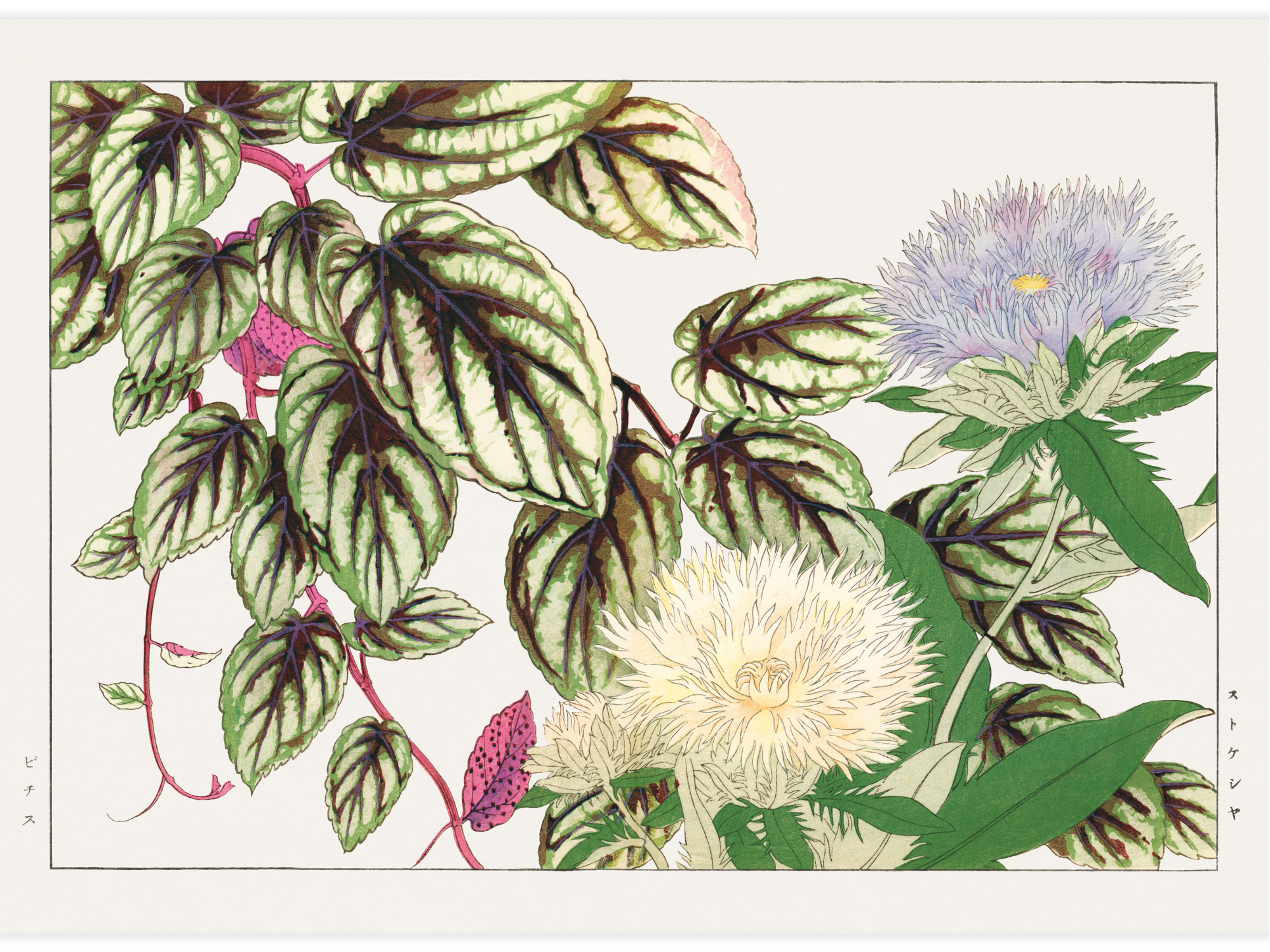 Vitis & Stokesia flower