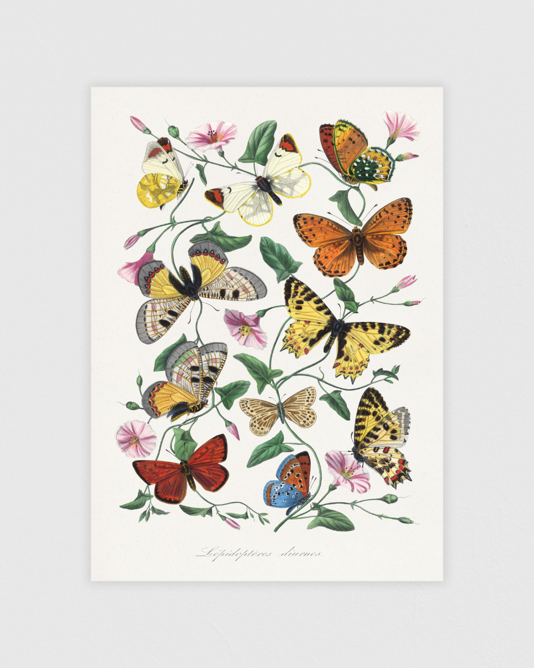 Butterfly and moth painting