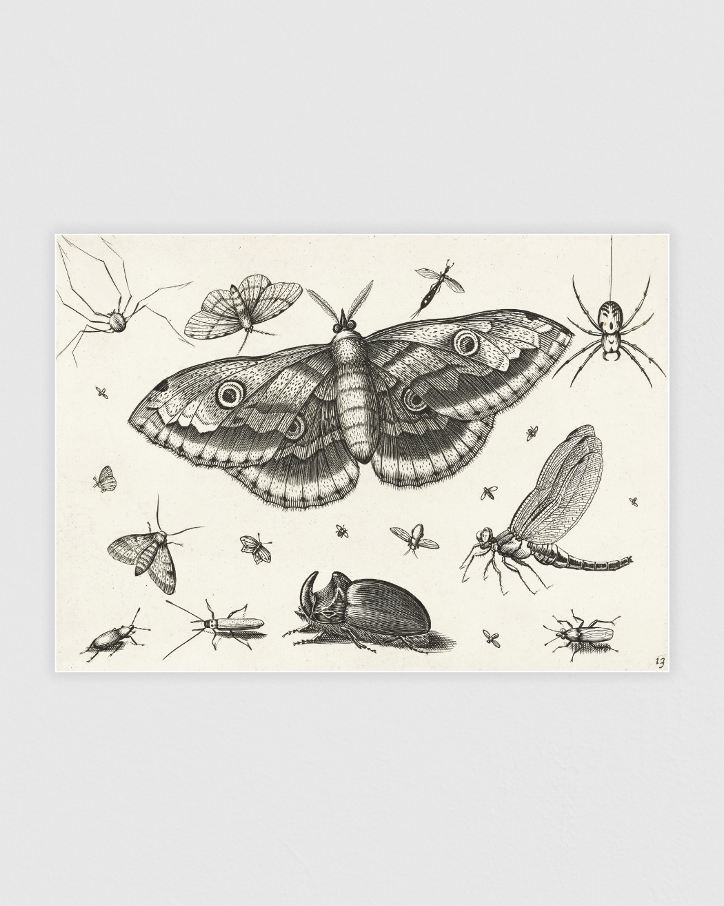 Insecten