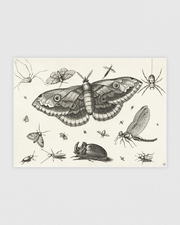 Insecten