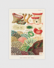 Great Barrier Reef Corals No.3