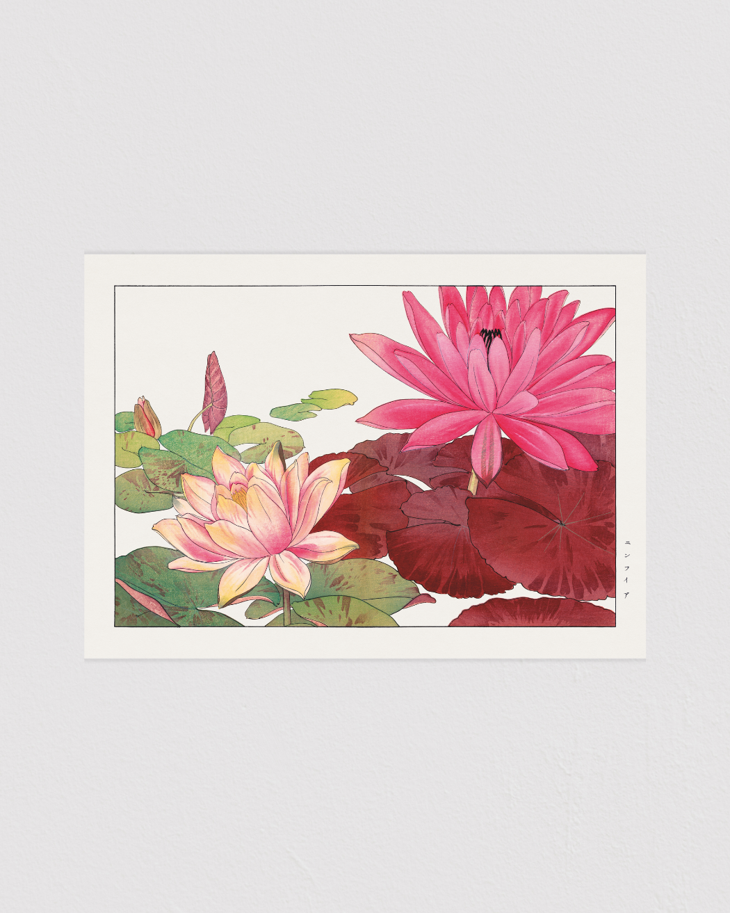 Nymphaea lotus flower