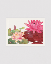 Nymphaea lotus flower