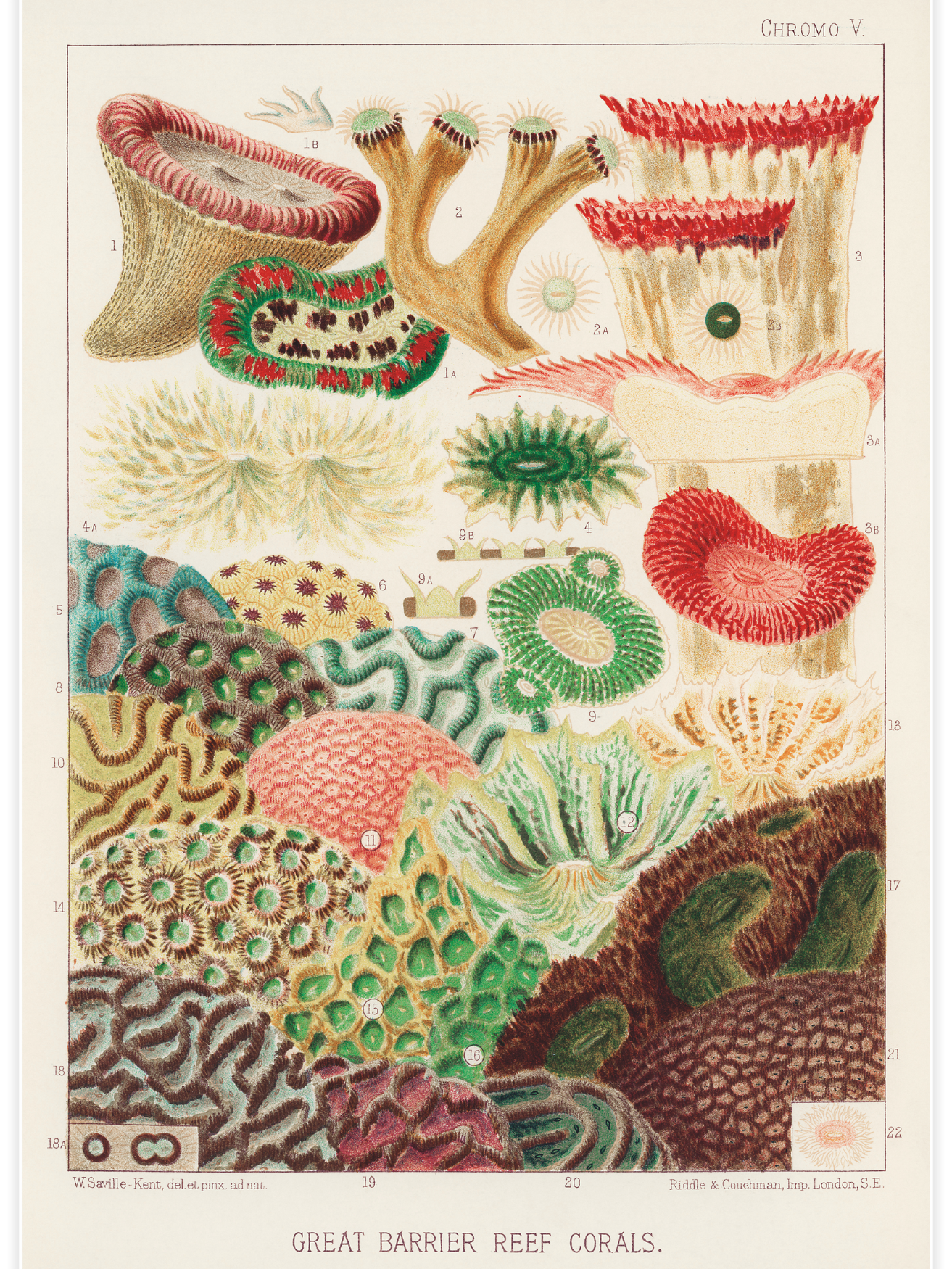 Great Barrier Reef Corals No.3