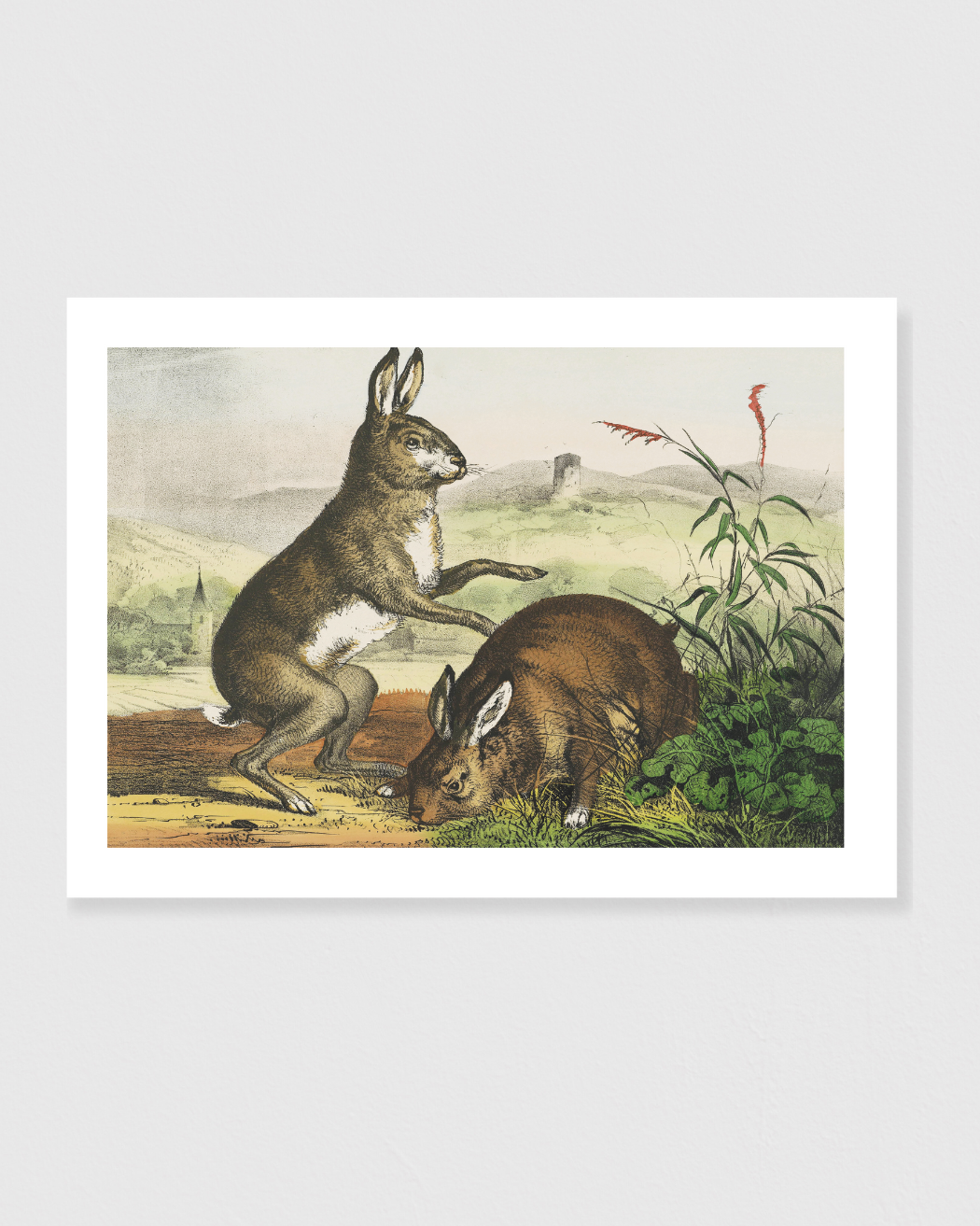 Hase, hare, haas