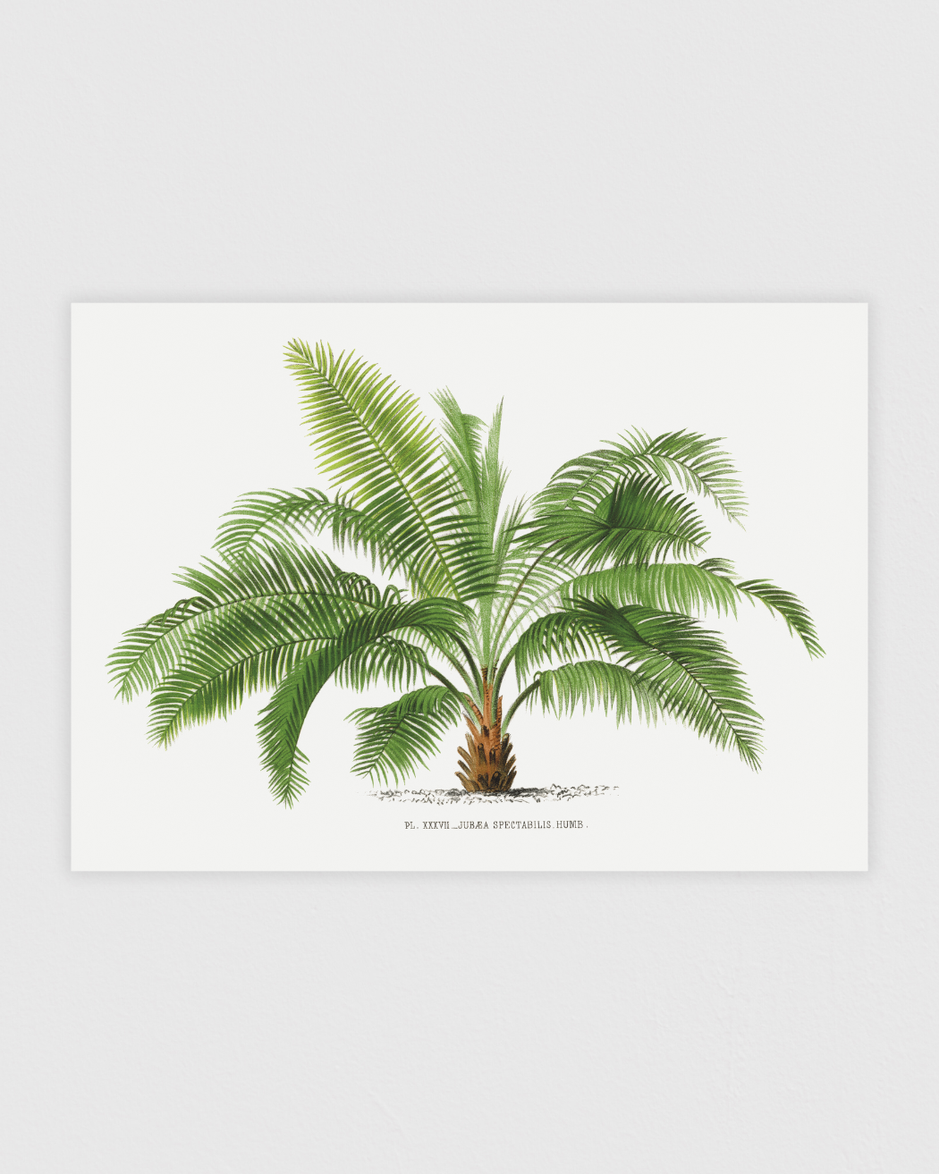 Vintage palm tree illustration No.2