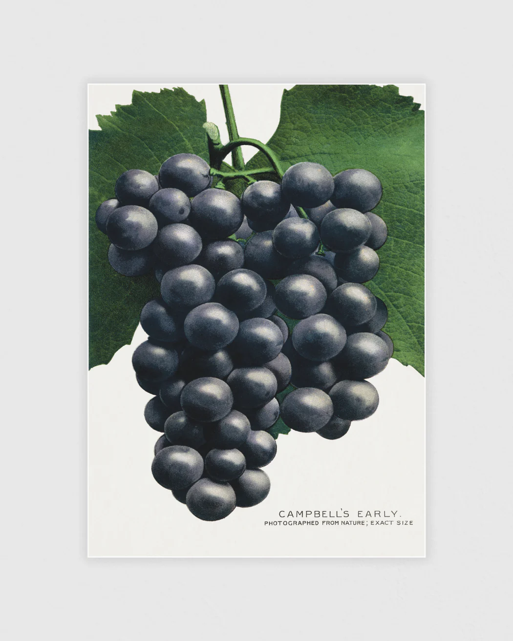 Vintage grafiskt Posterpaket