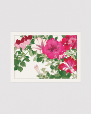 Petunia flower