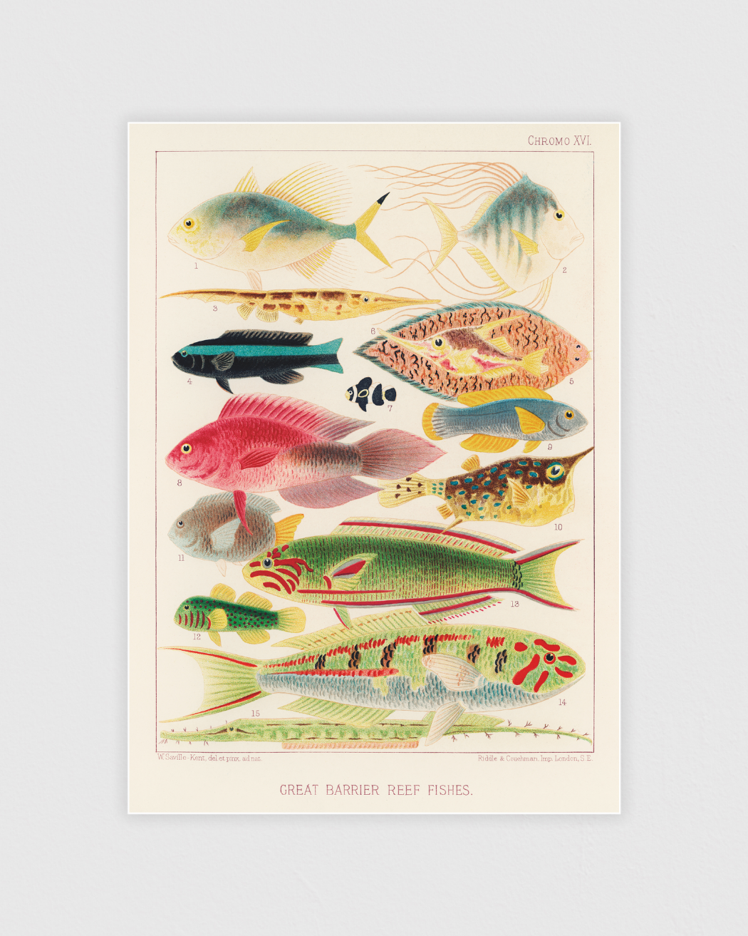 Great Barrier Reef Fishes No.2 – Vintage havsposter | Posterton